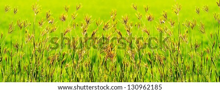Image of fresh green grass background for adv or others purpose use