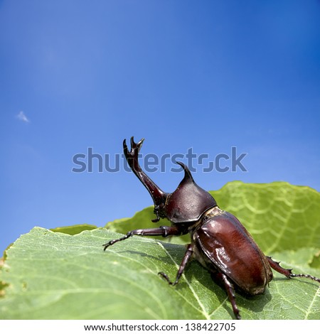 Rhinoceros Beetle for adv or others purpose