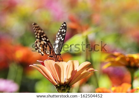 butterflies flying in cosmos flowers