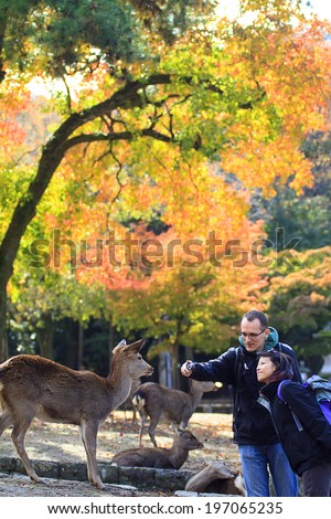 Nara, Japan - November 21, 2013: Visitors feed wild deer on November 21, 2013 in Nara, Japan. Nara is a major tourism destination in Japan - former capita city and currently UNESCO World Heritage Site