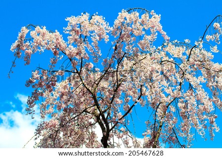 Kyoto, Japan - April 12, 2013: Sakura season in Kyoto, Japan for adv or others purpose use