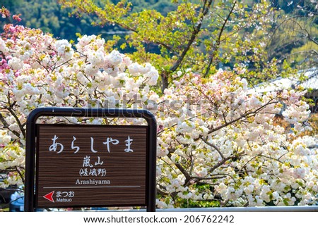 Kyoto, Japan - April 14, 2013: Cherry blossom in Arashiyama, Kyoto, Japan. Japanese view