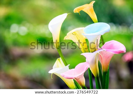 Bouquet of multicolored calla lilies. Floral pattern. Close-up. Abstract background