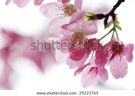 Cherry blossom isolate with white color