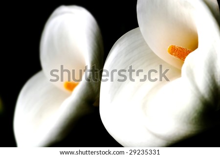 Mirror like Calla Lily with black background