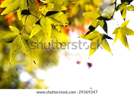 Maple with sunlight showing gold color isolate with white background