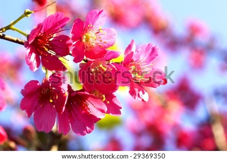 Red color cherry blossom isolate with white color