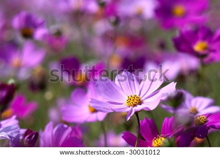 A Garden is a Sea of Flowers with Pink Chrysanthemum highlight