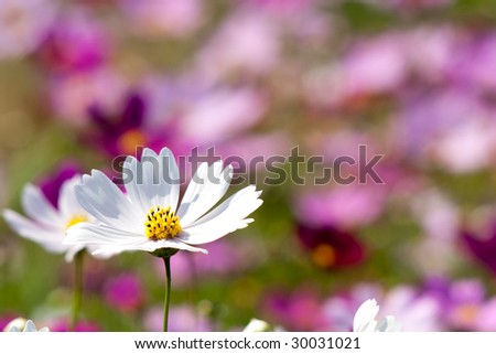 A Garden is a Sea of Flowers  with a white Chrysanthemum highlight