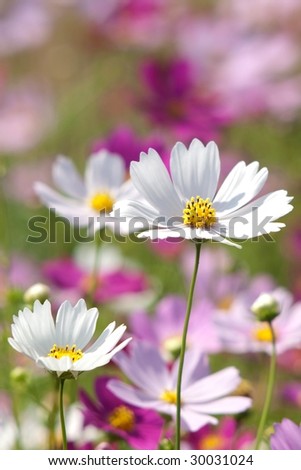 A Garden is a Sea of Flowers  with a white Chrysanthemum highlight
