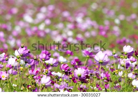 A Garden is a Sea of Flowers (Chrysanthemum)