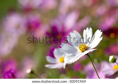 A Garden is a Sea of Flowers with white Chrysanthemum highlight
