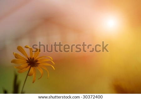 Chrysanthemum mix with sunlight and house background