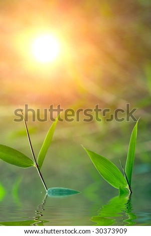 Bamboo with sunlight and reflection