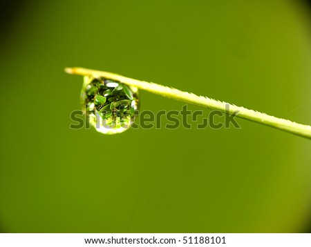Water droplets onthe top of leaf (close up 1.5mm water droplets)