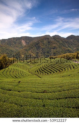 Ba Gua Tea garden in mid of Taiwan, This is the very famous area known for hand-picking of tea
