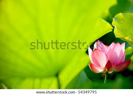 Beautiful Lotus for background use