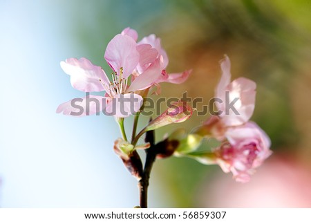 Cherry blossom isolate with sky blue color (sakura FUSICA)