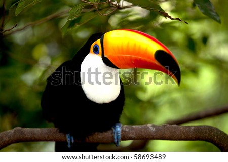 Toco Toucan in deep (Ramphastos toco) for background use