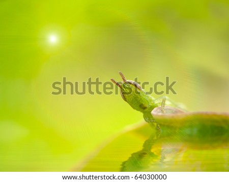 Green Style Grasshopper with green background