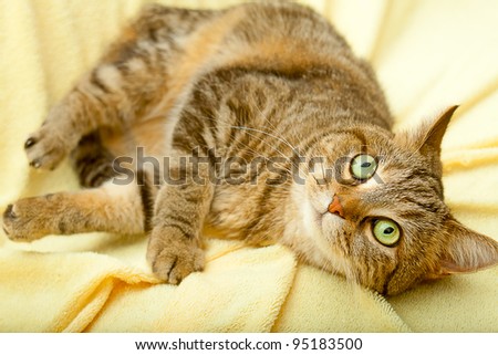 Lying cat for background or texture