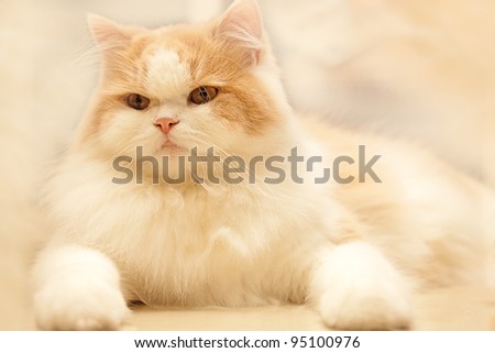 Lying cat for background or texture