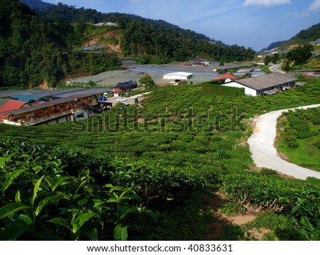 tea farm in cameron highland,malaysia 02