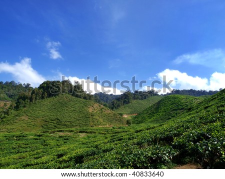 tea farm in cameron highland,malaysia 05