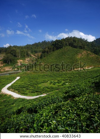 tea farm in cameron highland,malaysia 06