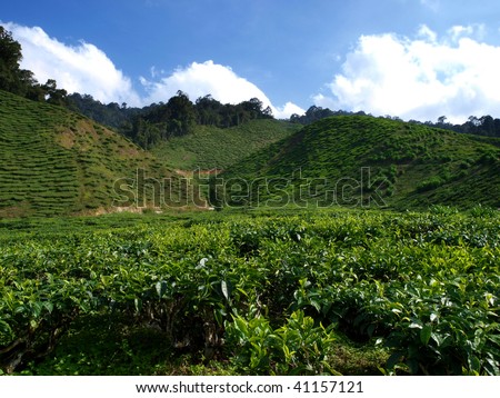 tea farm in cameron highland, malaysia 016
