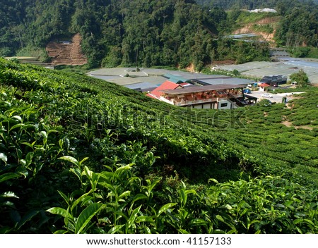 tea farm in cameron highland, malaysia 010
