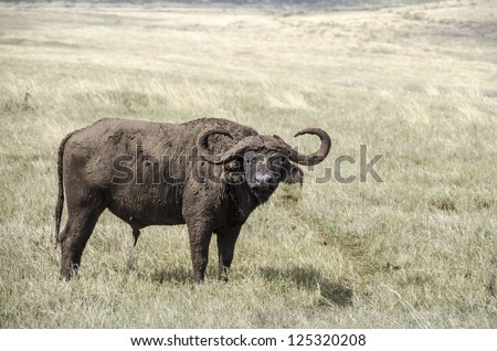 Very dirty African buffalo or Cape buffalo (Syncerus caffer) in Ngorongoro, Tanzania