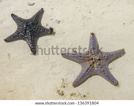 Sea stars on the beach of Zanzibar, Indian ocean