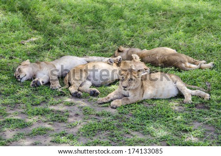 Jung lions sleeping on the grass in Serengeti, Tanzania