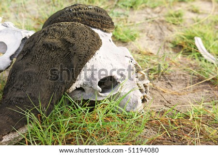 Buffalo skull in Okawango delta, Botswana