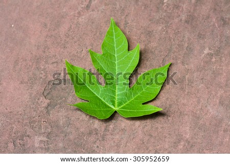 beautiful papaya leaf