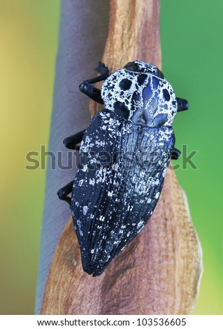 Beetle Metallic wood borer Capnodis cariosa on a plant