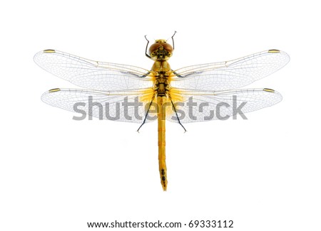 dragonfly white background