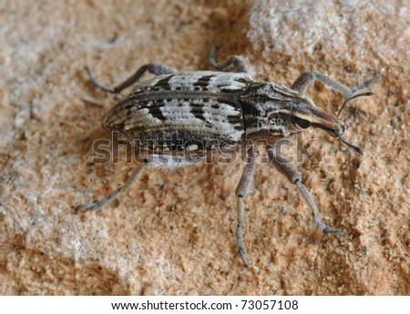 Beetle Coniocleonus excoriatus on the stone