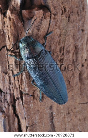 Beetle Metallic wood borer Buprestis haemorrhoidalis on a plant
