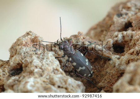 Beetle Cicindela hybrida on a stone