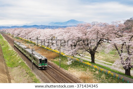 Cherry blossoms or Sakura and local train.