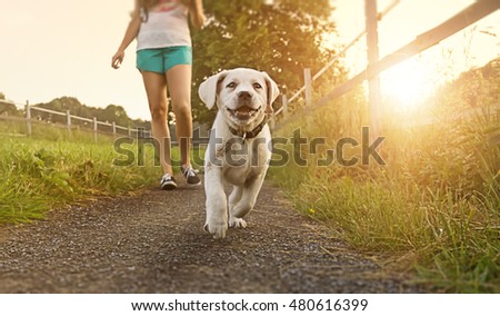Walk of a young woman with dog at sunset next to a paddock - Labrador puppy running with pretty face
