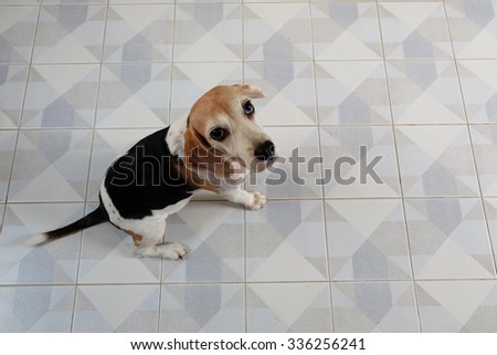 beagle dog is begging for a snack on decorative floor.