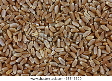 Wheat sprouting seeds