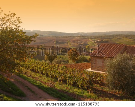 An autumn landscape with a vineyard and hills in the late fall sunlight in the Orcia Valley near Pienza in Tuscany, Italy.