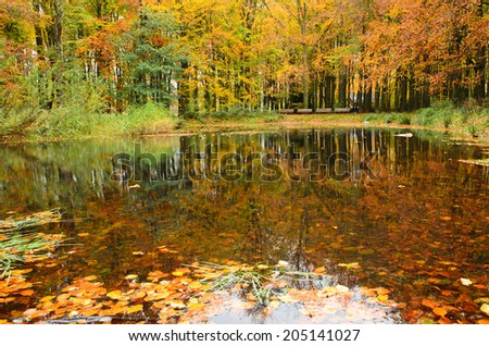 Reflection of autumn trees with colored leaves in a pond in a forest.