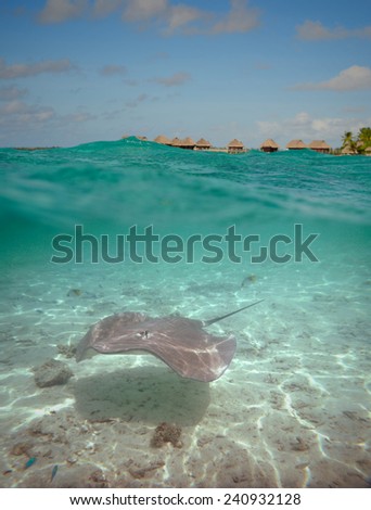 Over-under water shot of a stingray in the shallow, clear water of the lagoon of Bora Bora, an island in the Tahiti archipelago French Polynesia with an overwater bungalow resort in the background.