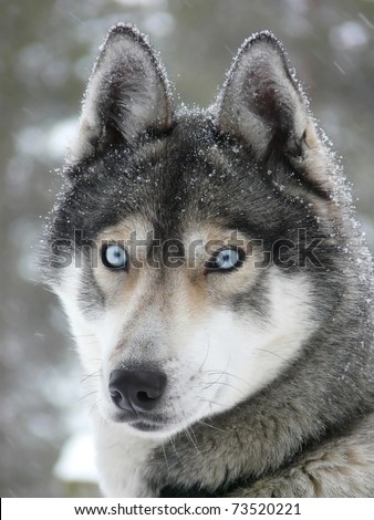 Siberian husky dog (sled dog) with blue eyes in the snow.