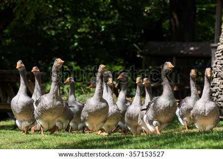 Grey foie gras geese from a low point of view on a goose farm near Sarlat-la-Canéda in the Périgord, Dordogne region, France.